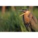 Posterazzi Fledgling Great Blue Heron Poster Print by Natural Selection Bill Byrne - 36 x 24 - Large