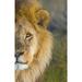 Close-up of a lion Ngorongoro Conservation Area Arusha Region Tanzania (Panthera leo) Poster Print by Panoramic Images (16 x 24)