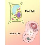 Plant Cell and Animal Cell Poster Print by Spencer Sutton/Science Source (24 x 36)
