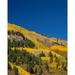 Hillside of yellow Aspen trees and Evergreen trees in the San Juan Nationl Forest Colorado Poster Print (22 x 27)