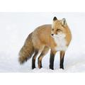 Posterazzi Red Fox Vulpes Vulpes Standing in The Snow in Winter - Montreal Quebec Canada Poster Print - 18 x 13 in.
