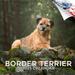 2023 2024 Border Terrier Calendar - Dog Breed Monthly Wall Calendar - 12 x 24 Open - Thick No-Bleed Paper - Giftable - Academic Teacher s Planner Calendar Organizing & Planning - Made in USA