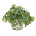 Nearly Natural 12in. Watermelon Peperomia Artificial Plant in Vase (Real Touch) Green