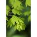 Bright vine maple leaves (Acer circinatum); Hamlet Oregon United States of America Poster Print (24 x 38)