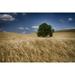 Lone tree in a wheat field; Palouse Washington United States of America Poster Print by Marg Wood / Design Pics (17 x 11)