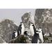 South Georgia Isl Cooper Bay Chinstrap penguins by Don Paulson (24 x 15)