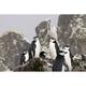 South Georgia Isl Cooper Bay Chinstrap penguins by Don Paulson (24 x 15)