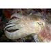 Indonesia Cuttlefish Close-Up Side View With Eye Closed Poster Print (19 x 12)