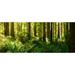 Ferns and Redwood trees in a forest Redwood National Park California USA Poster Print (30 x 13)