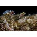 Secretary blenny sits out in the open during a night dive under the salt pier Bonaire Caribbean Netherlands Poster Print (34 x 22)