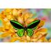 Black and green birdwing butterfly Ornithoptera priamus on large golden cymbidium orchid Poster Print by Darrell Gulin (36 x 24) # US48DGU1730