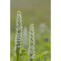 Alaska Glacier Bay NP White bog orchid by Don Paulson (24 x 36)