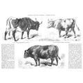 Livestock: Cattle 1856. /Npinzgau Cow (Austria). Cow From The Canton Of Vaud (Switzerland). Dux Bull (Tyrol). Wood Engravings French 1856. Poster Print by (18 x 24)