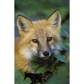 Red Fox (Vulpes Vulpes) Gros Morne National Park Newfoundland Poster Print (22 x 34)