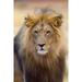 Male Lion at Africat Project Namibia Poster Print by Joe Restuccia III (25 x 38)