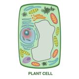 Plant Cell Poster Print by Gwen Shockey/Science Source (24 x 36)
