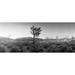 Joshua trees in a desert at sunrise Joshua Tree National Park San Bernardino County California USA Poster Print (12 x 30)