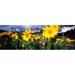 Panoramic Images PPI32154L Daisies Flowers Field Mountain Landscape Snowy Mountain Range Wyoming USA United States Poster Print by Panoramic Images - 36 x 12