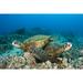 Hawaii Green Sea Turtles (Chelonia Mydas) Over Coral Reef. Poster Print (17 x 11)