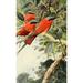 Brehm s Life of Animals 1895 Northern Carmine Bee-eater Poster Print by F.W. Kuhnert (24 x 36)