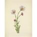 N. American Wild Flowers 1925 Alaska Fleabane Poster Print by Mary V. Walcott (18 x 24)