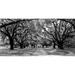 Avenue of oaks South Carolina Poster Print by Anonymous (10 x 20)