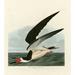 Black Skimmer Poster Print by John James Audubon (12 x 12)