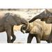 African Elephants at Halali Resort Namibia Poster Print by Joe Restuccia III (38 x 25)