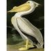 American White Pelican Poster Print by John James Audubon (9 x 12)