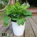 Lazy Flower Pot Flowerpot Imitation Porcelain Series Plastic Self Watering Pot