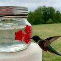 Hapeisy Hummingbird Feeder Portable Outdoor Hanging Hummingbird Feeder Clear Reservoir Design Fluid Flower Bird Feeder Mason Jar Hummingbird Feeder for Outdoor Garden Tree Yard Decoration 475ml