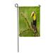 SIDONKU Toucan on Nice Mossy Branch in Tropical Jungle Costa Rica Bird Big Colorful Bill Garden Flag Decorative Flag House Banner 28x40 inch