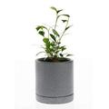 Decorative Ceramic Planter with Saucer (CR6380GR) (Sand Grey 5.5 x 5.5 )