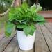 BAMILL Lazy Flower Pot Flowerpot Imitation Porcelain Series Plastic Self Watering Pot