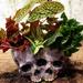 Succulents Planter Pot Resin Flower Pot Planter Skull Head Flowerpot Halloween Skeleton Sculpture Decor for Home Office Decoration