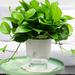 2 Layer Self Watering Planter Clear Plastic Automatic-Watering Planter Self Watering Pots for Indoor Plants Flower Pot for All House Plants Succulents