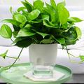 Alvage Self-Watering Flower Pots 2 Layer Self Watering Round Plant Pot with Cotton Rope Flower Planter with Water Container