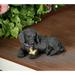 Evergreen Solar Resin statuary Labrador Retriever Puppy