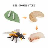 Kayannuo Toys Details Growth Insect Cycle Ornaments Spider Seven-star Tarantula Bee Life Stage Model