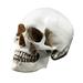 Lifesize 1:1 Human Skull Model Replica Resin Medical Anatomical Tracing Medical Teaching Skeleton Halloween Decoration Statue