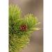 Lodgepole pine and pinecone-Yellowstone National Park-Wyoming Poster Print - Adam Jones (24 x 36)