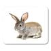 LADDKE Gray House Grey Rabbit on Copy Fluffy Reproduction Small Space Mousepad Mouse Pad Mouse Mat 9x10 inch