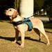 Pet Dog Harness K-shaped Luminous LED Harness For Pet Dog Chest strap Harness Night Travel