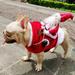 Brand Clearance!Santa Dog Costume Christmas Pet Clothes Santa Claus Riding Pet Cosplay Costumes Party Dring up Dogs Cats Outfit for Small Medium Large Dogs Cats