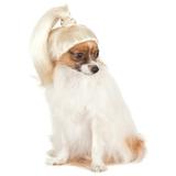 Platinum Blonde Pony Tail Pet Dog Cat Diva Pop Star Costume Wig-S-M