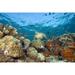 A reef scene with a green sea turtle Chelonia mydas coral and schooling fish. Sipadan Malaysia. Poster Print by David Fleetham (34 x 22)