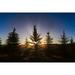 Pine trees silhouetted at sunset-Grand Teton National Park-Wyoming Poster Print - Adam Jones (36 x 24)