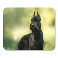 Green Dog Giant Schnauzer Pet Walking in Summer Park Mousepad Mouse Pad Mouse Mat 9x10 inch