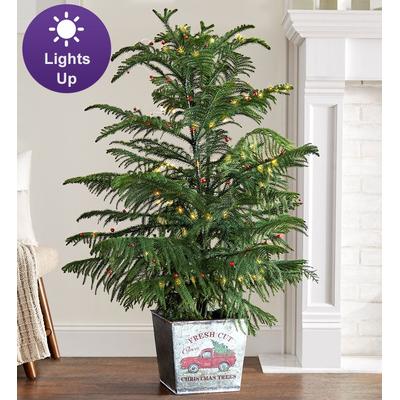 1-800-Flowers Seasonal Gift Delivery Farmstand Norfolk Pine 2 Gallon