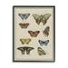 Stupell Industries Vintage Butterfly Study over Muted Cursive Script Vintage Painting Black framed Art Print Wall Art 24 x 30 Design by Daphne Polselli
